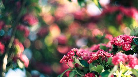 1920x1200 Bokeh Nature Flowers Wallpaper Coolwallpapersme