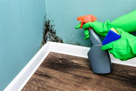 How To Remove Mold From Walls For Good Step By Step Guide
