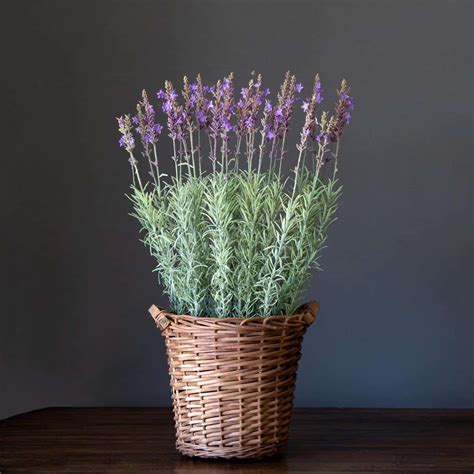 Potted Lavender Basket Small The Red Barn Big Bear