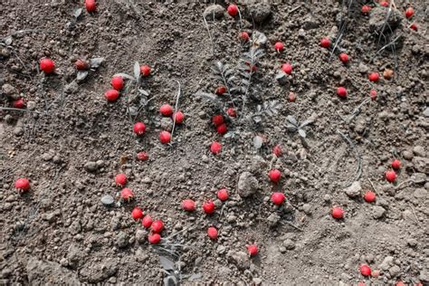 Red Hawthorn Berries On The Ground Stock Image Image Of Closeup