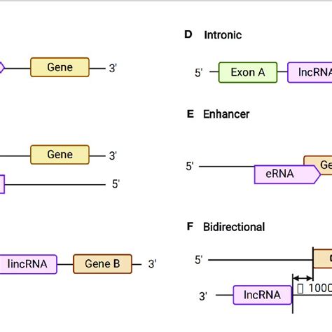 Circular Rna Circrna Biogenesis Download Scientific Diagram