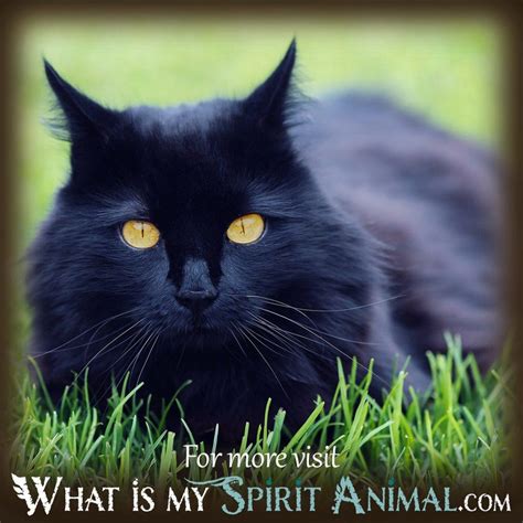 Let us know all about your dream and what you think it means in the comments section below! What Does It Mean When You Dream About Cats (Black Cats ...