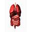 Conceptual Image Of Internal Organs Digital Art By Stocktrek Images