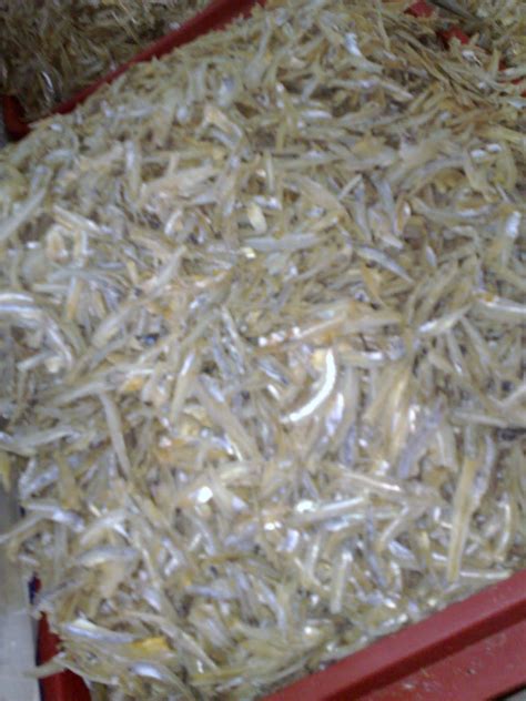 Sambal ikan bilis or ikan bilis sambal (dried anchovies cooked in spicy paste) is synonymous with nasi lemak in malaysia. pengedar ikan bilis,udang kering,amplang,melinjo