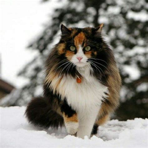 Is Calico A Breed Cats Amino