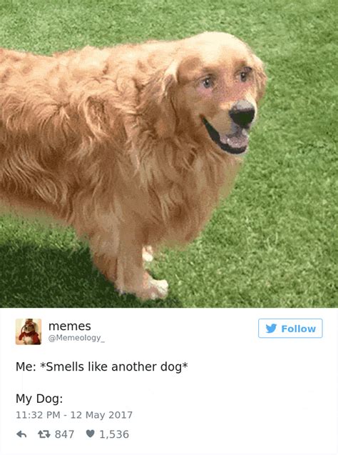 60 Funny Dog Tweets That Are Too Relatable Bored Panda