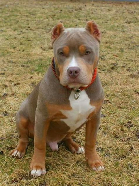 The #1 place to promote your bullies! this Tri color pitbull puppy | Pitbull puppies, Pitbull terrier, Pitbull dog