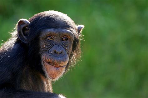 No More Research On Chimpanzees Says Us Government