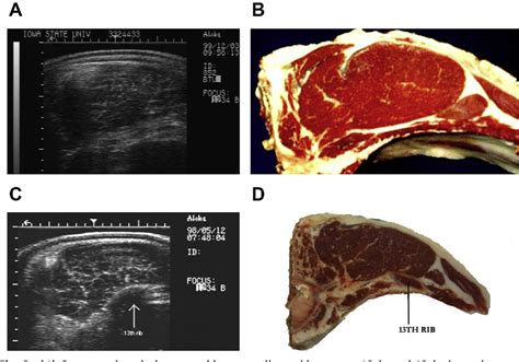 Figure 3 From Ultrasound Use For Body Composition And Carcass Quality Assessment In Cattle And