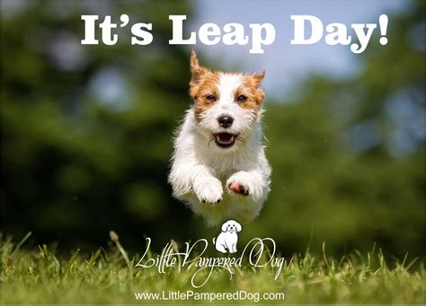 Its Leap Day A Great Day For All Little Pampered Dogs To Do Some