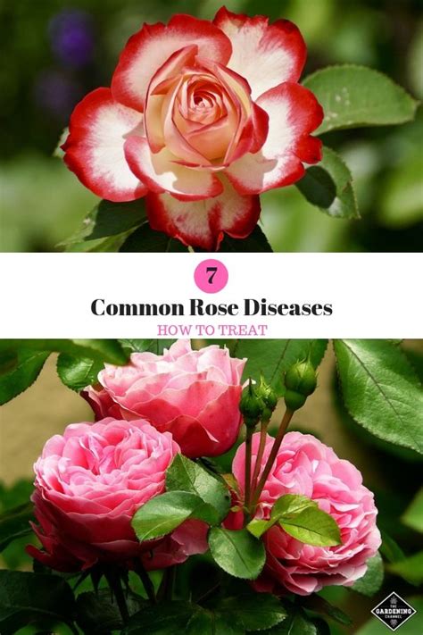 How To Treat Common Rose Diseases Gardening Channel Rose Diseases Rose Planting Roses