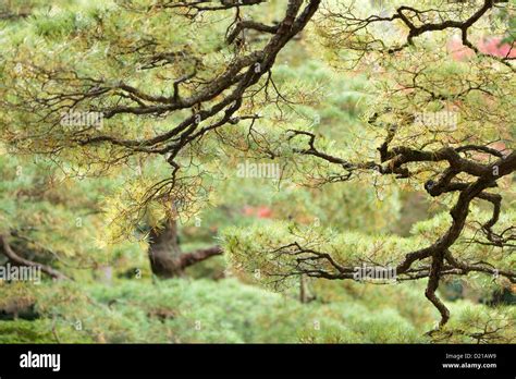 Twisted Pine Cedar Tree Branches In Japanese Garden Stock Photo Alamy