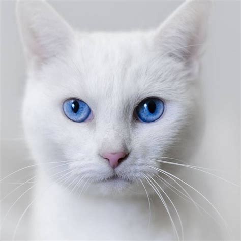 99 Suka 0 Komentar Cat Funny Catfunnyvideo Di Instagram Turkish