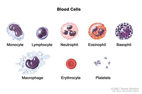 Definition Of Red Blood Cell Nci Dictionary Of Cancer