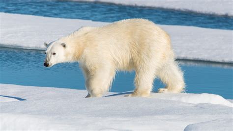 Bigger Faster Stronger Why Polar Bears Are The Most Prolific Record