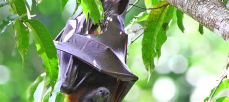Bat Conservation International Organisation Fondation Ensemble