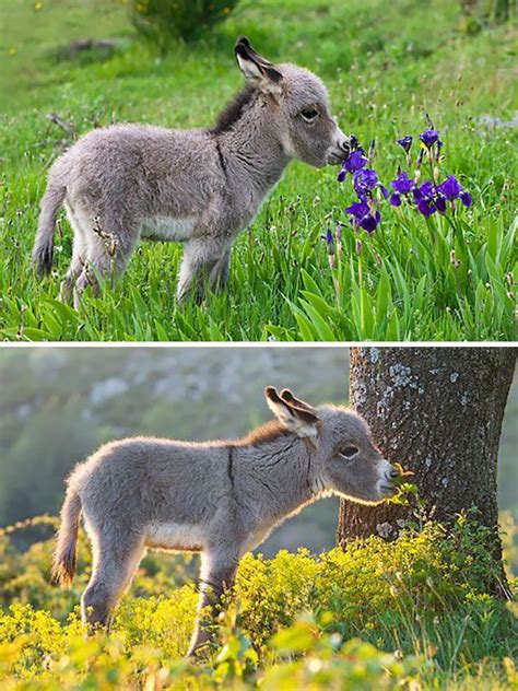 Precious Photos Of The Most Adorable Baby Donkeys