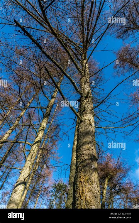 Hybrid Larch Trees Stock Photo Alamy