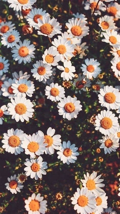 Daisy Aesthetic Wallpapers Wallpaper Cave