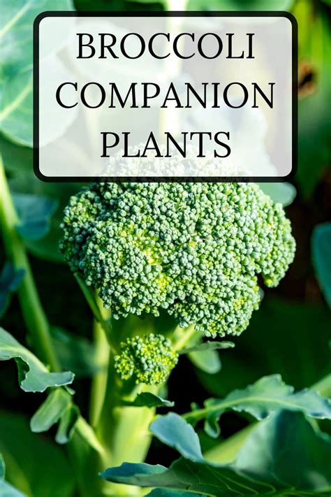 Broccoli Companion Plants · Nourish And Nestle