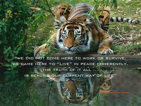 Tiger Quotes And Sayings Quotesgram