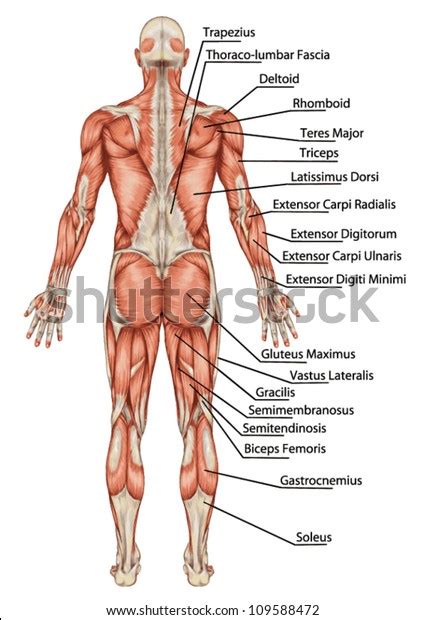 Anatomy Male Muscular System Posterior View Stock Vector Royalty Free
