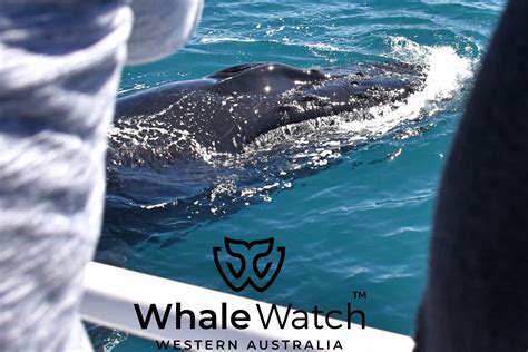 Where To See Whales In Perth Whale Watch Western Australia©️3 Whale