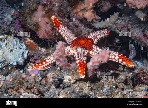 Peppermint Sea Star Fromia Monilis Lembeh Strait North Sulawesi