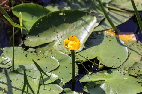 Yellow Water Lily In A Summer Swamp Stock Photo Image Of Outdoor