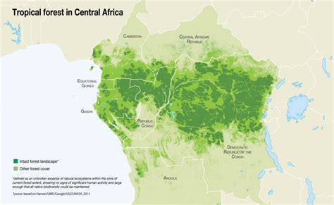 Fascinating Facts About The Congo Rainforest Fun Facts About The Tropical Rainforests