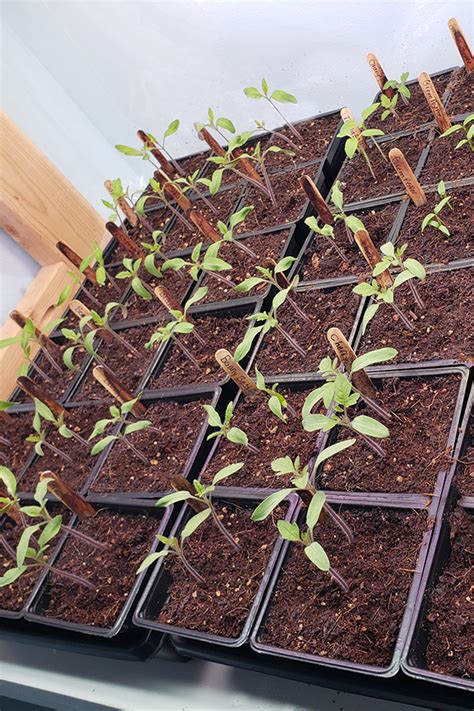 How To Start Tomato Seeds Indoors The Secrets To Success