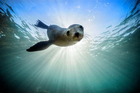 This is اسد البحر by mohammad fallatah on vimeo, the home for high quality videos and the people who love them. Swimming With the Sea Lions of Los Islotes in 2020 | Sea ...