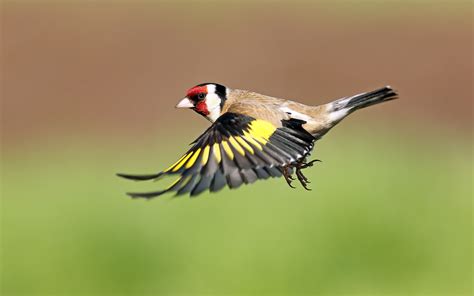 Goldfinch Flying