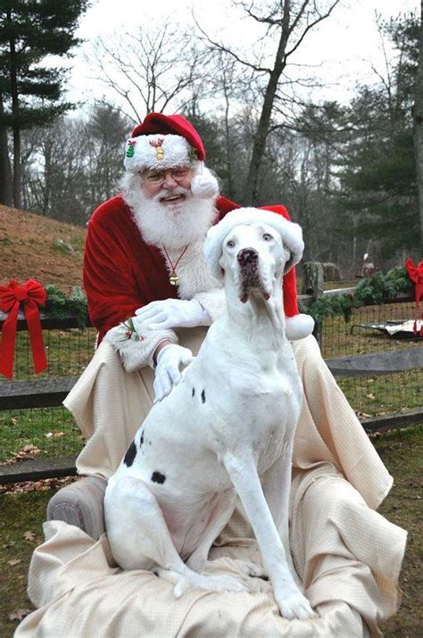 Rescued great danes number increases to 87 as (surprise!) pregnant dog gives birth to puppies. Pin by finn jacobson on I ️ Christmas! | Great dane dogs ...