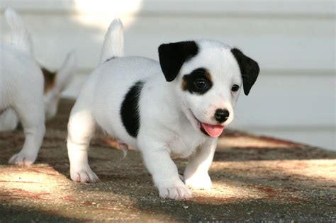 Cute Black And White Smooth Coat Jack Russell Terrier Puppies Wallpaper