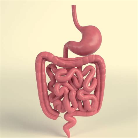Human Digestive System Parts Organs And Functions Sciencemojo