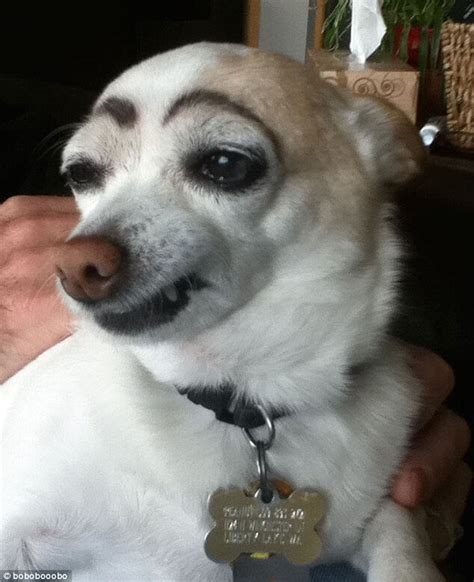 20 Hilarious Photos Of Dogs With Eyebrows That Will Make You Howl With