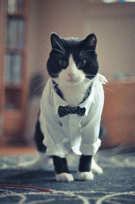 Tuxedo Cat With A Bow Tie