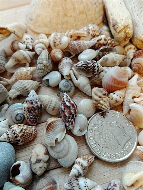 100 Mixed Seashells Tiny Mini Sea Shells Craft Wedding Beach Etsy Uk