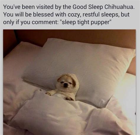 Sleep Tight Pupper Know Your Meme