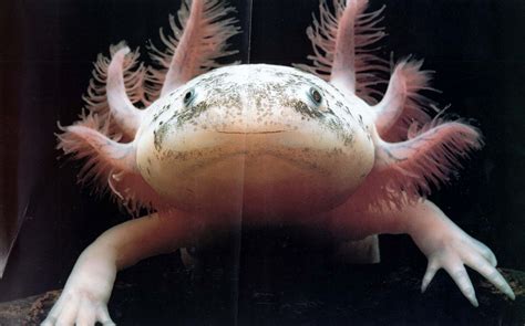Creepy Deep Sea Creatures