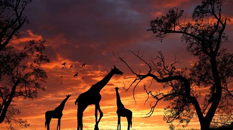 Giraffe Picture Hd Hd Wallpapers Cool Images Download