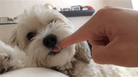 Watch This Adorable Puppy Licking In Slow Motion If You Re Having A