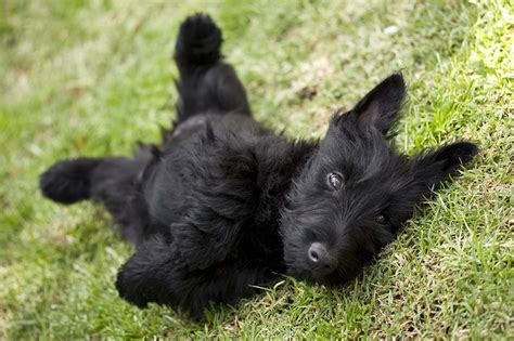 5 Adorable Scottish Terrier Haircuts With Pictures Hepper