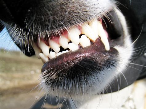 Dog Teeth Xinsurance