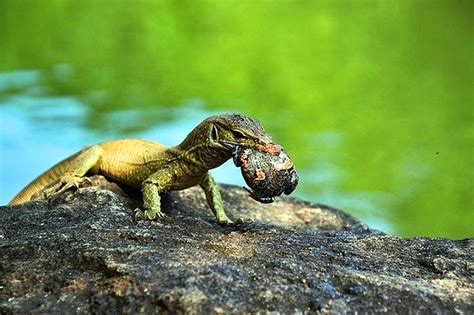 What Do Lizards Eat Lizard Diets By Types Biioexplorer