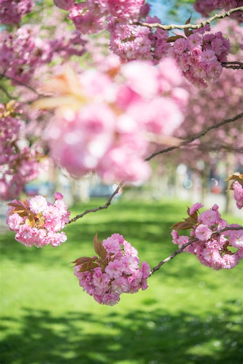 Wallpapers With Flowering Trees Arthatravel Com
