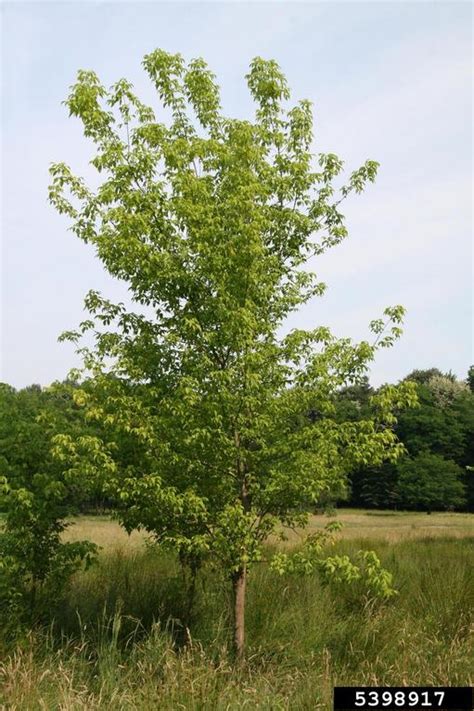 Maybe you would like to learn more about one of these? Manitoba maple, boxelder, Acer negundo (Sapindales ...