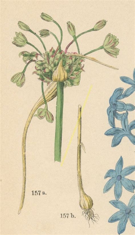 Vintage Botanical Art Print Herbaceous Plants Flower Art Etsy