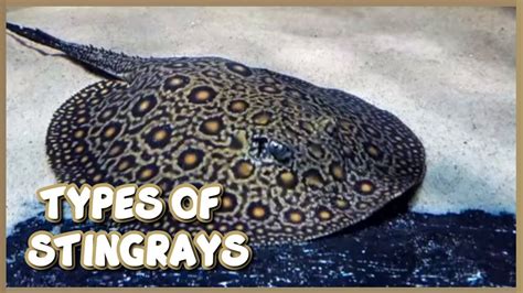 Types Of Freshwater Stingrays For Aquarium Youtube